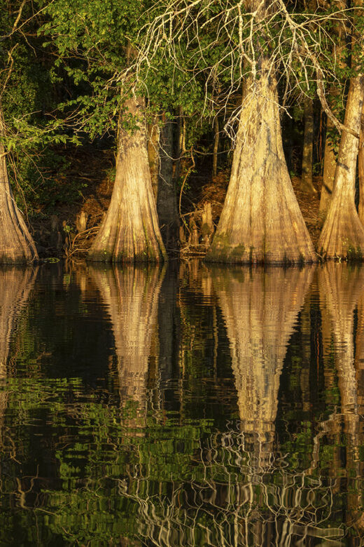 cypress trees reflected in still water of lake