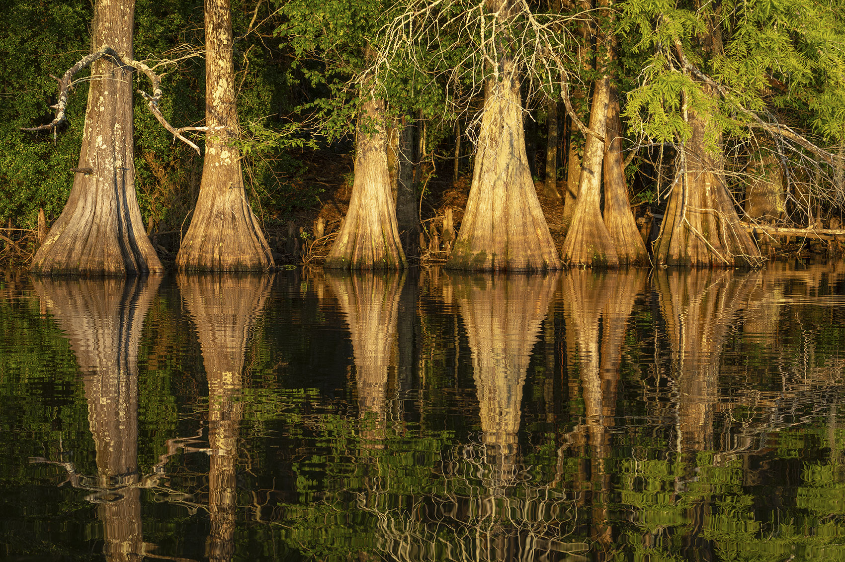 cypress trees reflected in still water of lake