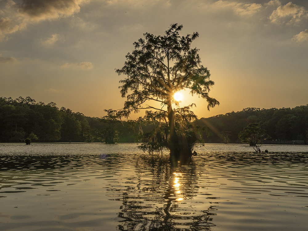 setting sun behind cypress tree on Lake Chicot