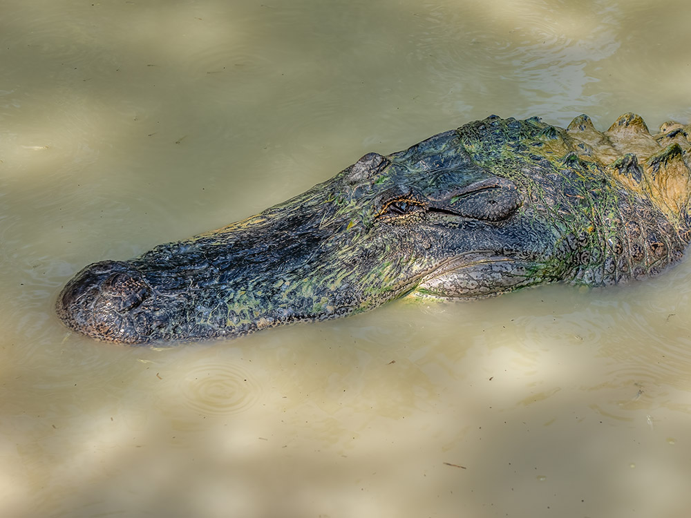 close up view of alligator head in pond