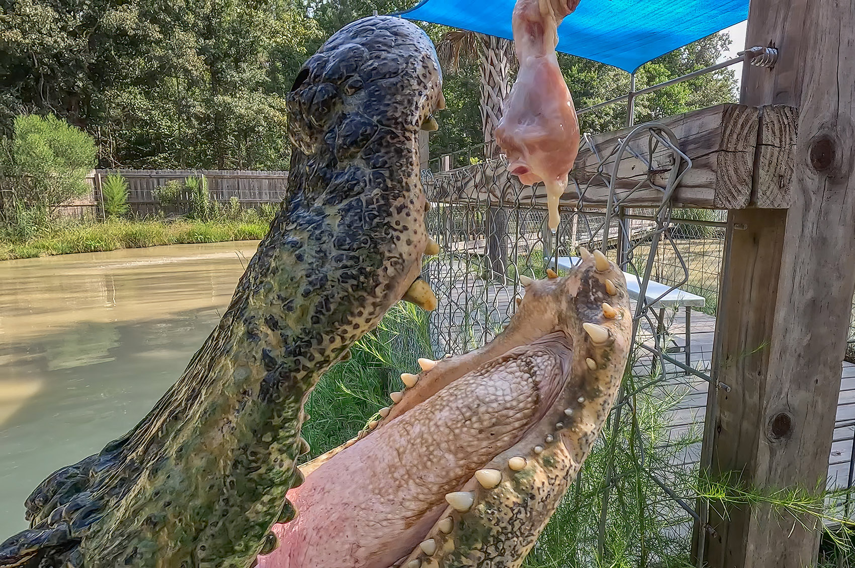 alligator with open jaw about to grab piece of raw chicken.