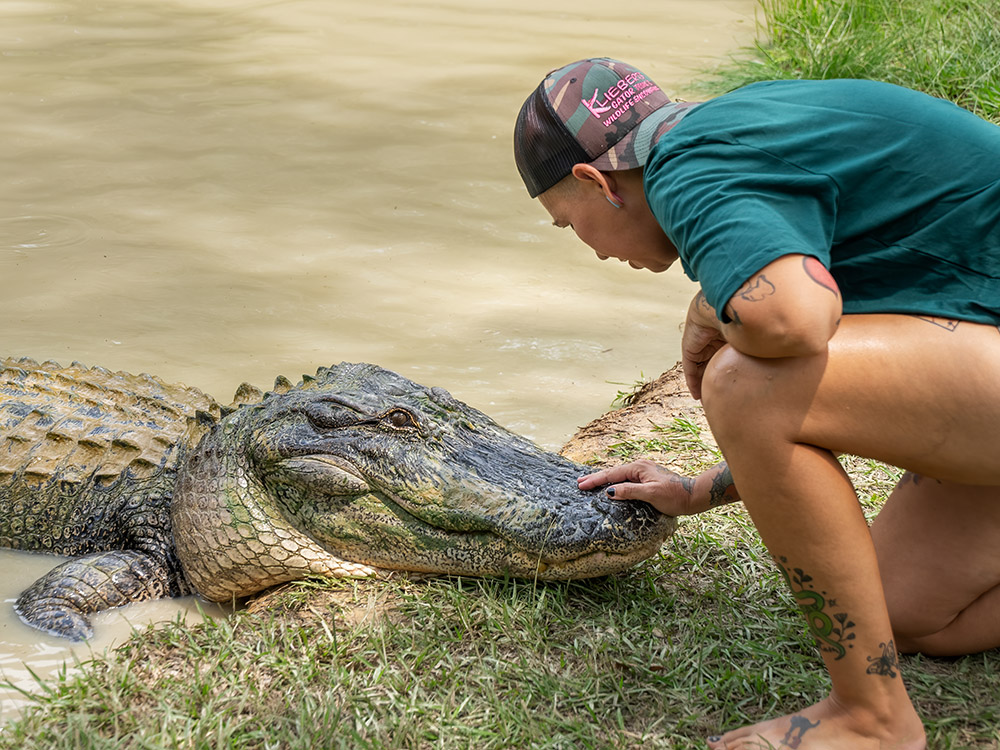 woman wearing green shirt and cap pets giant alligator at edge of pond