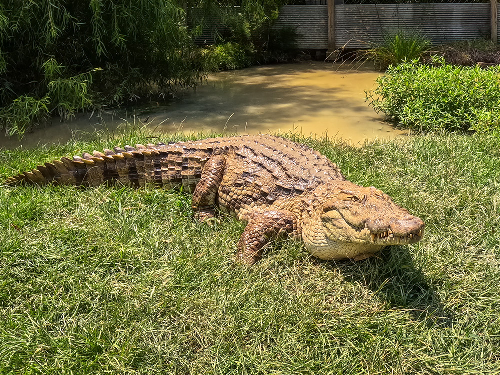 tan colored crocodile on grass near pond