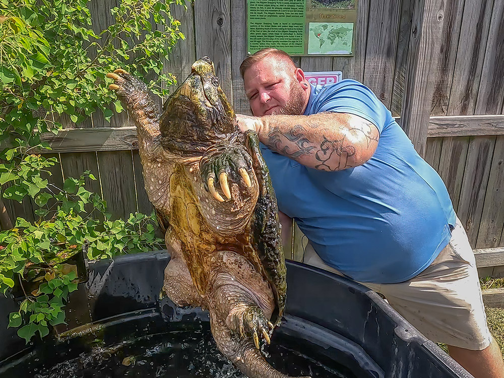 man in blue shirt with tatooed arms holds up giant alligator snapping turtle