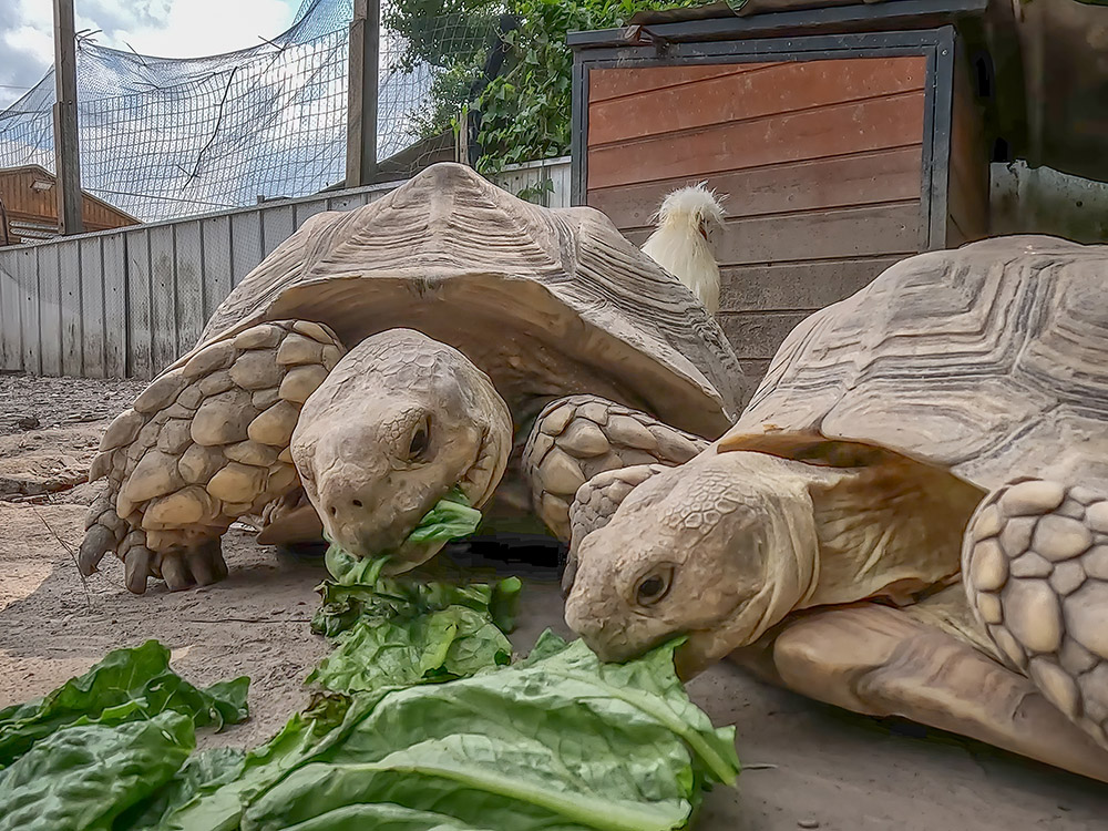 large tan tortoises eating green lettuce leaves