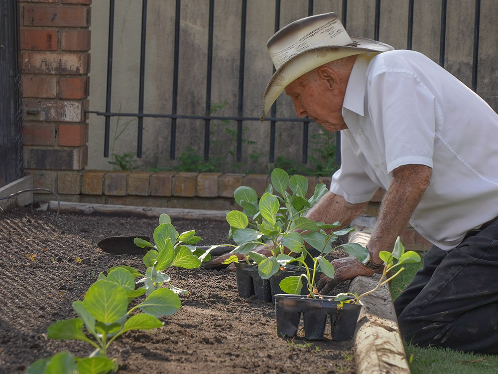 elderly man in white shirt and hat planting cabbages