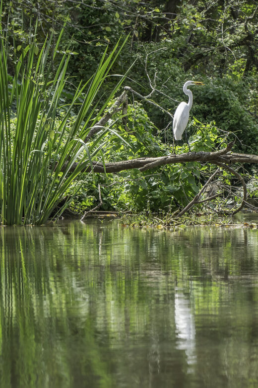 white egret on tree branch along bayou with tall grasses