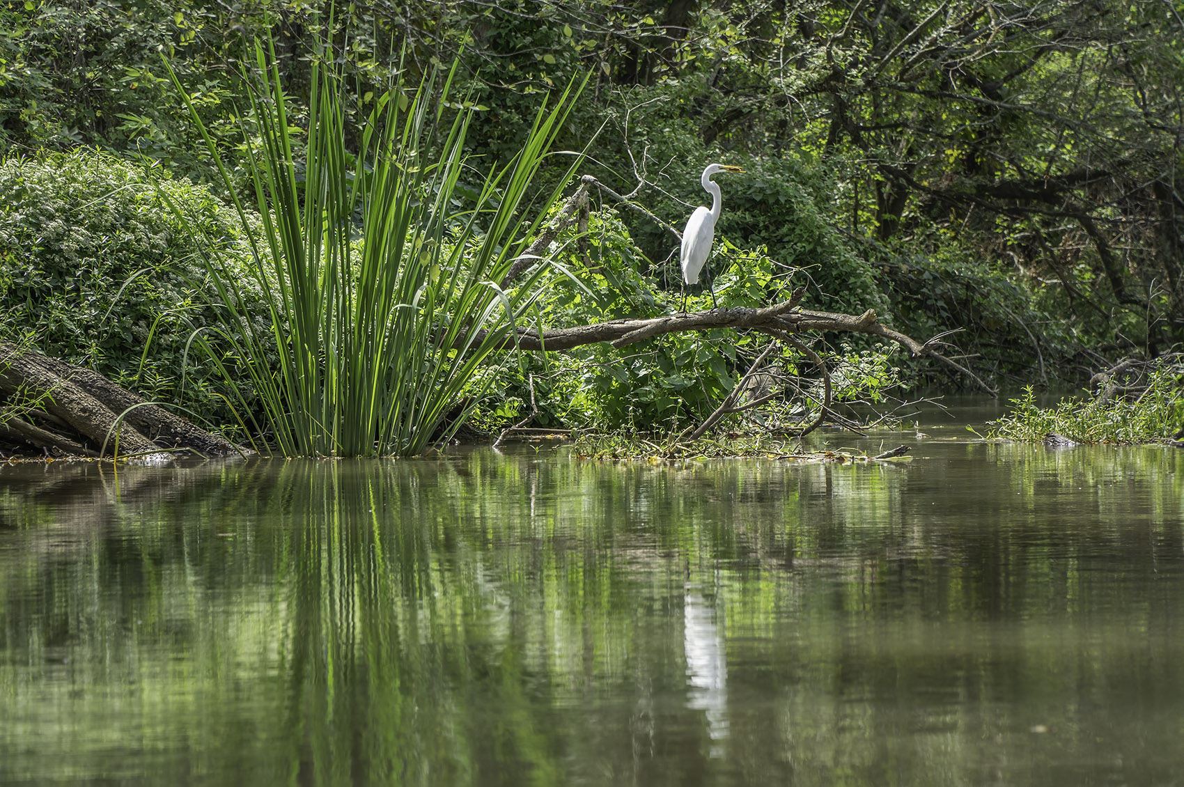 white egret on tree branch along bayou with tall grasses