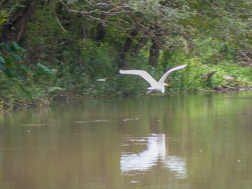 a great white egret flying above the water in a forest
