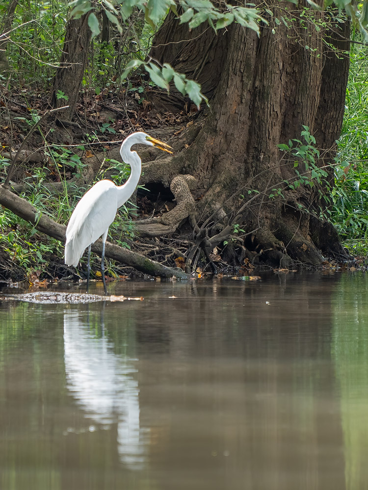 great white egret stands along shoreline of b ayou near large tree.
