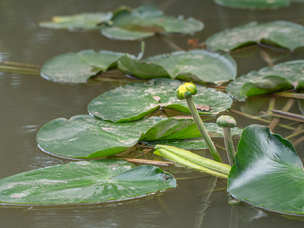 water lily with blooming yellow flower