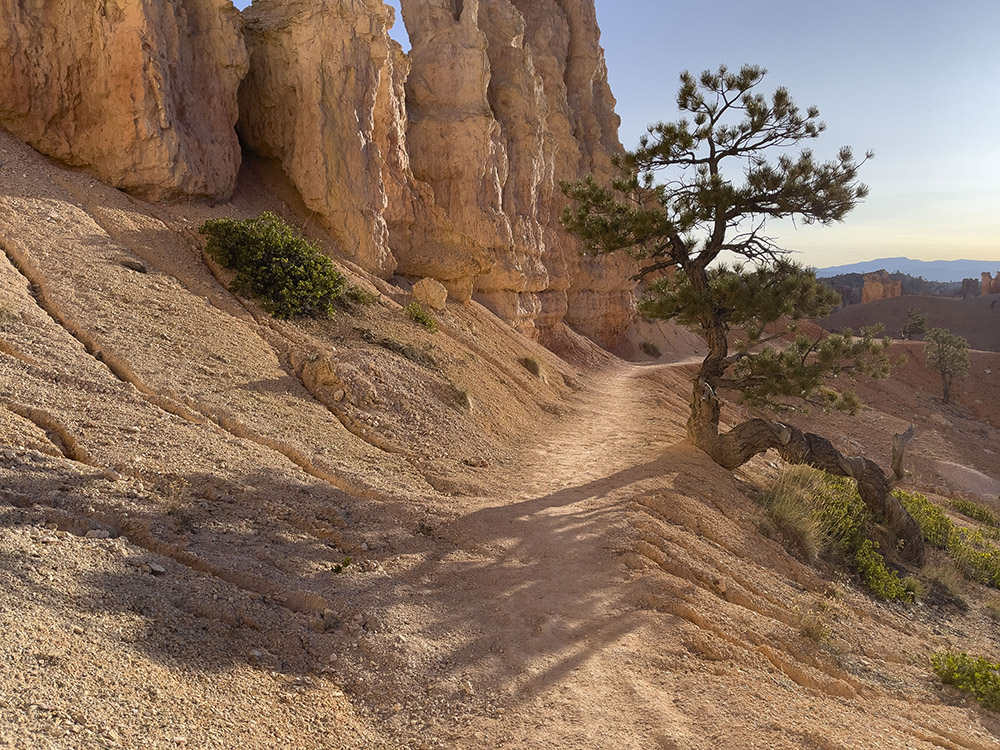 trail along red rock formations with tree and shadow.