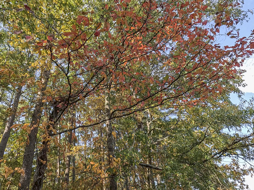 red, green and gold leaves on trees in forest