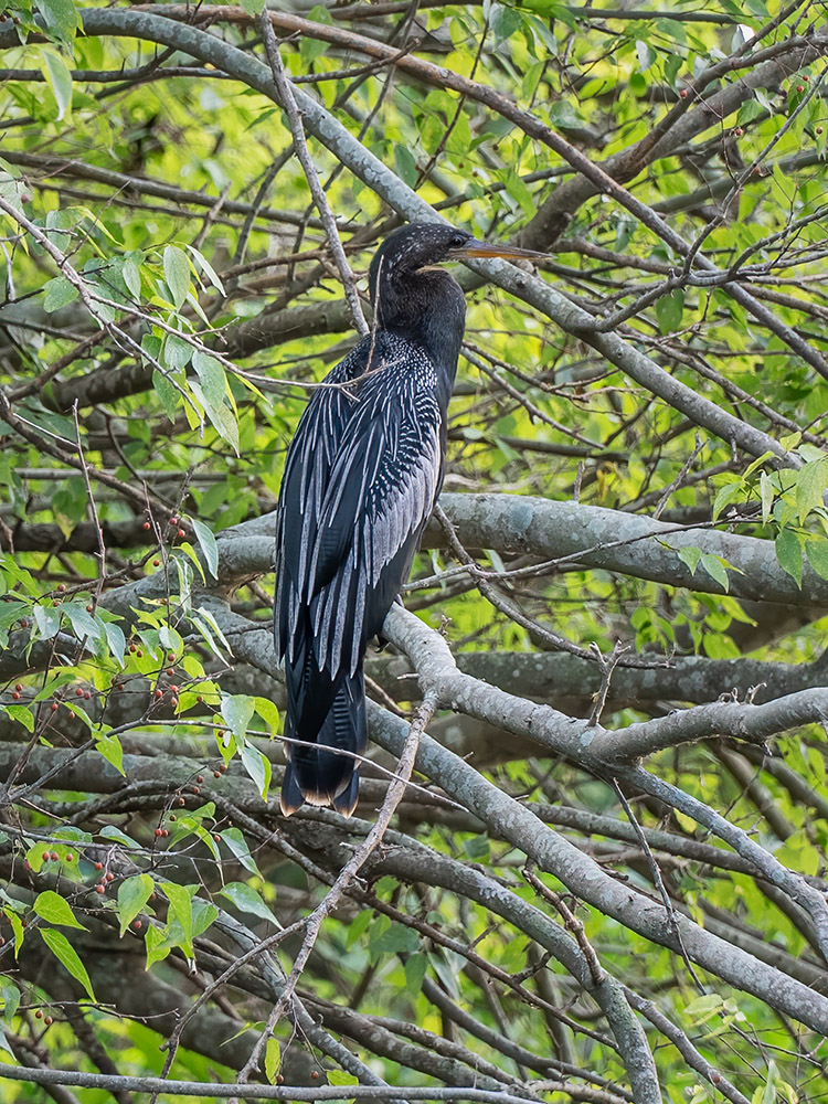 cormorant in tree