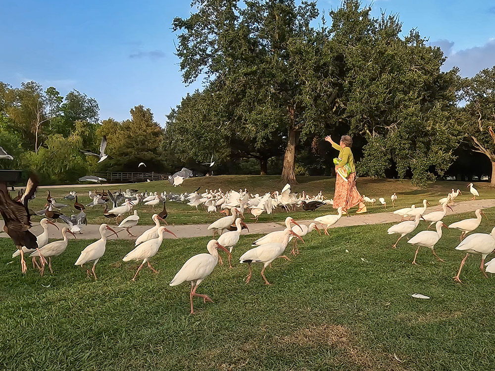 woman in orange and green dress tosses food to white ibis and other birds