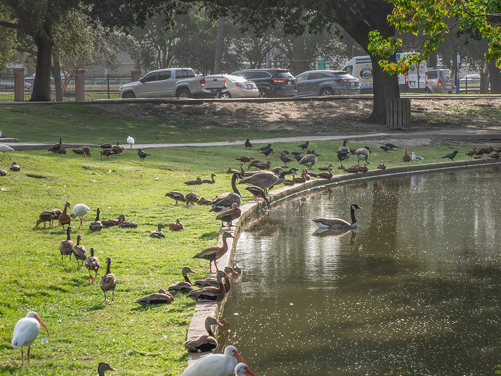 ducks, geese along park lagoon