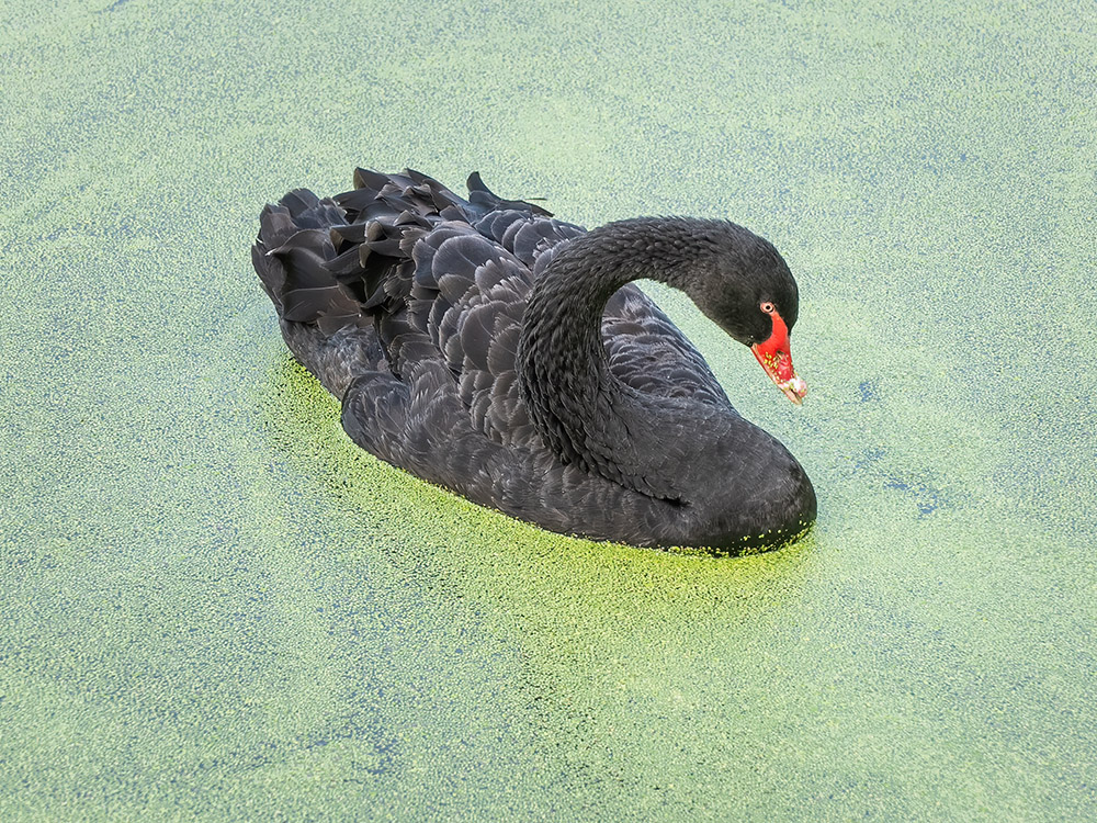 black swan swimming in lagoon covered with green plants