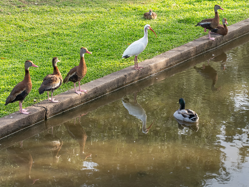 whistling ducks and white ibis reflections in pond