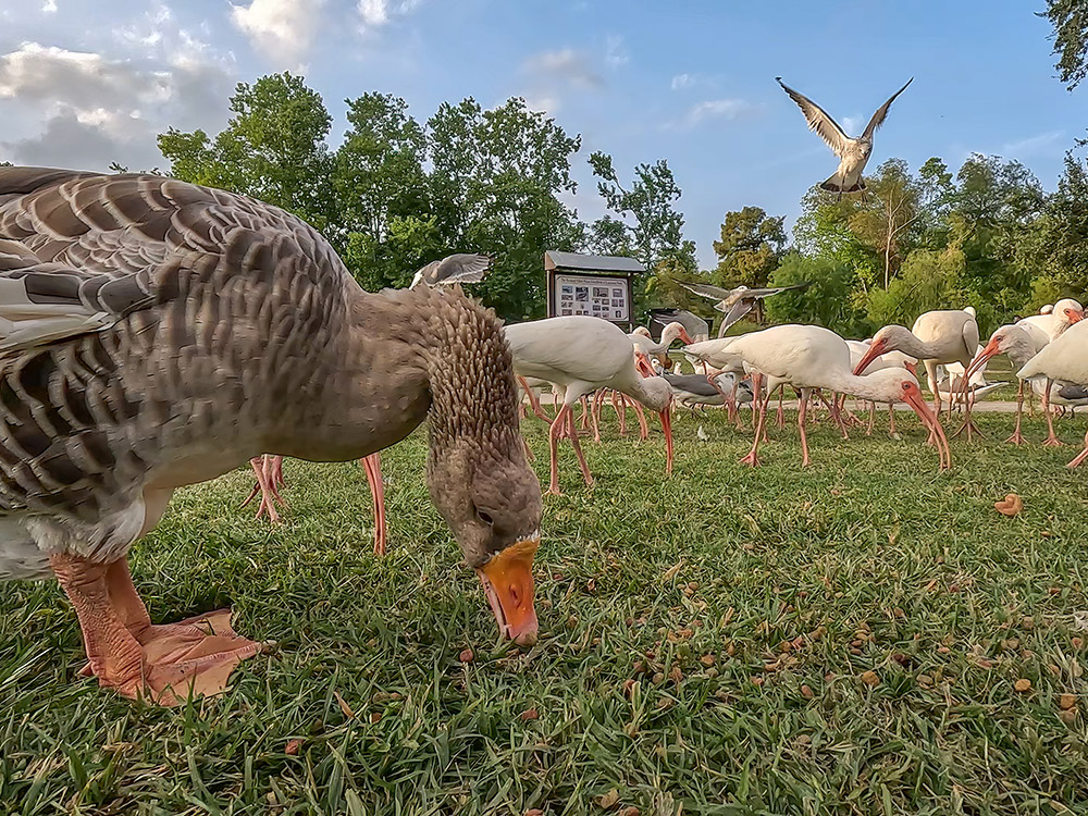 goose, white ibis, and seagulls being fed on grass field