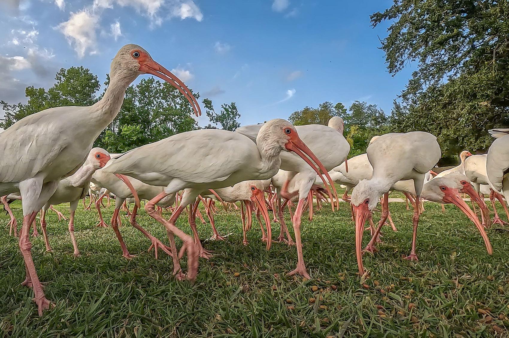 a large group of white ibis being fed in Lafreniere Park