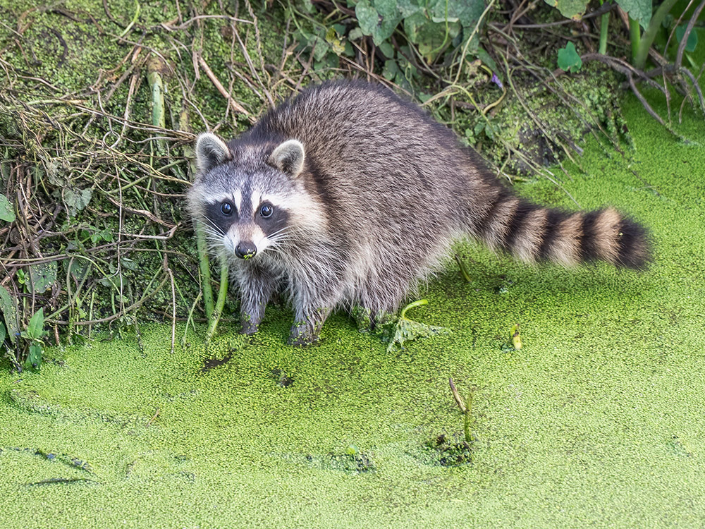 raccoon stands at edge of water in pond