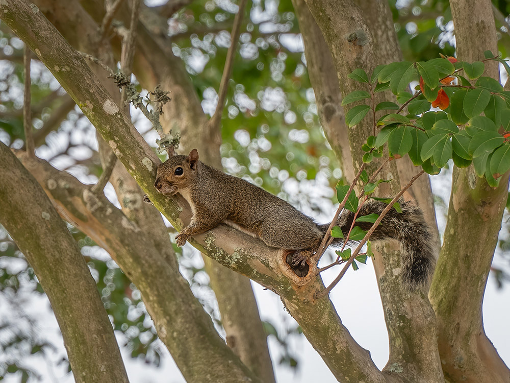 brown squirrel climbs a tree