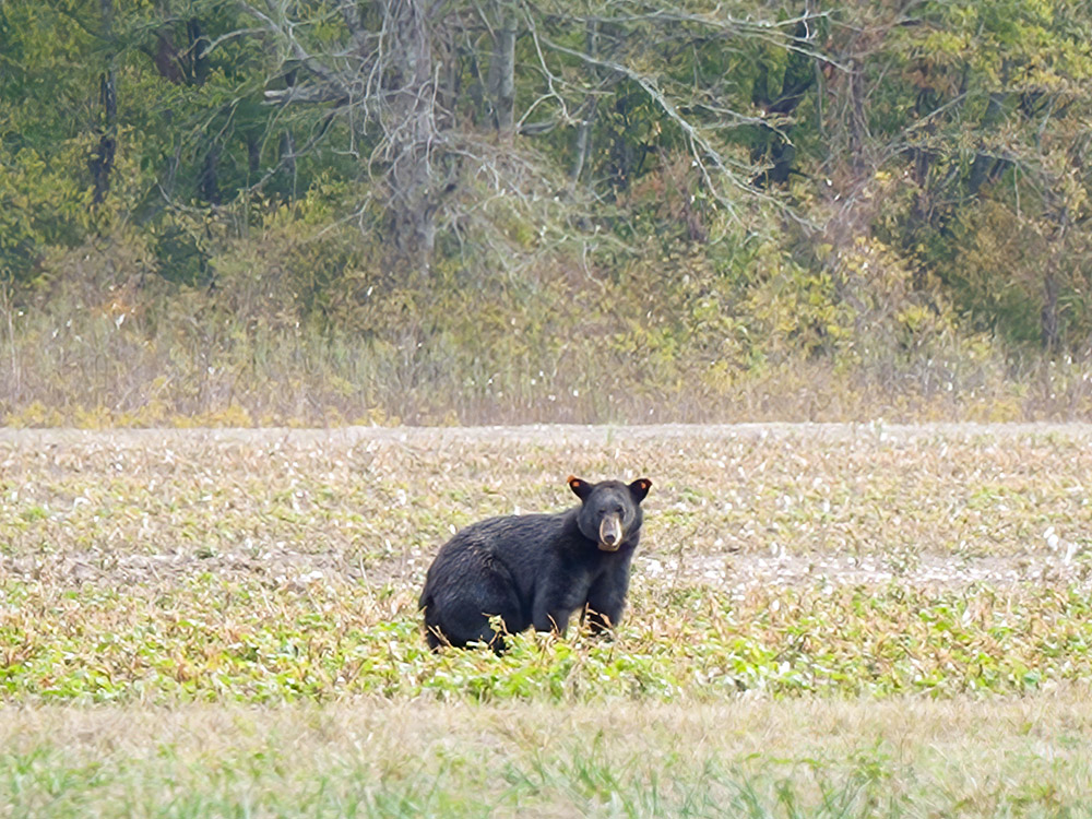 black bear standing in farm field