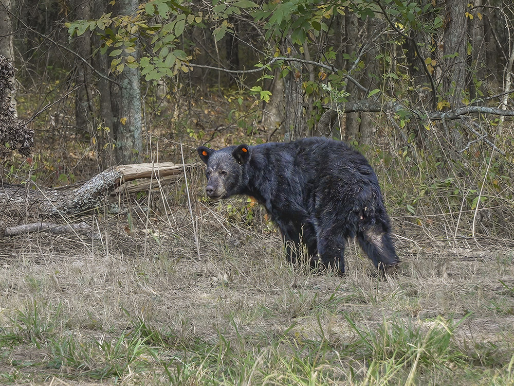 louisiana black bear about to enter woods