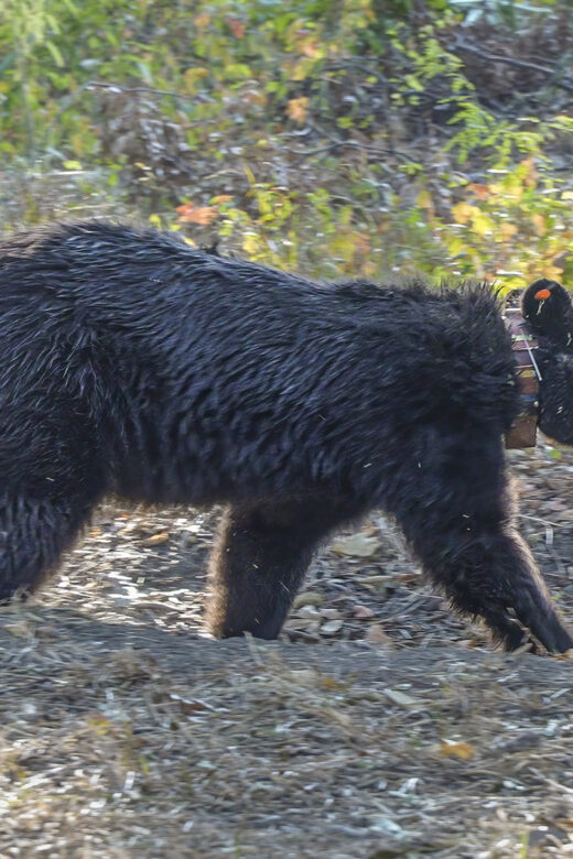 louisiana black bears walks near forest