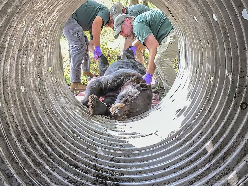 large sleeping black bear removed from metal cylinder trap
