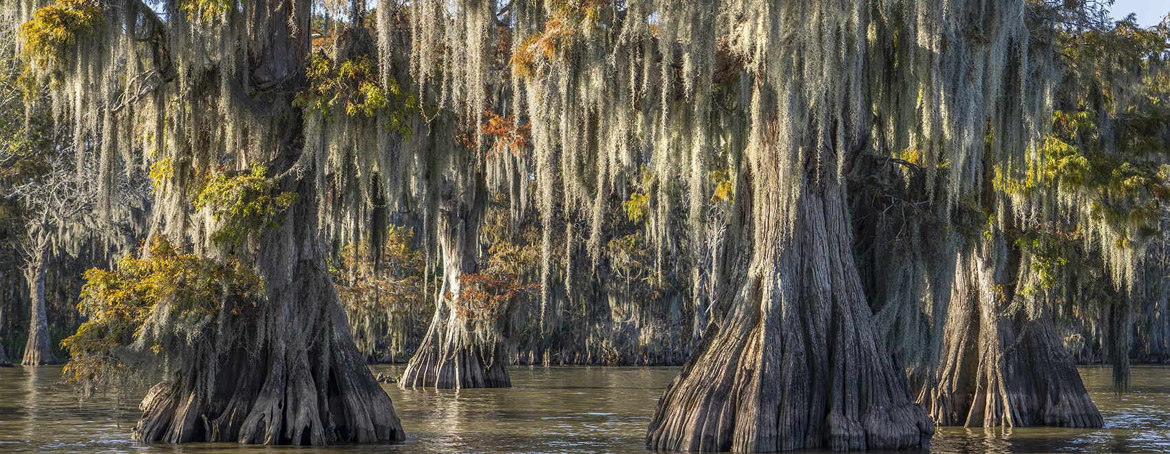 Bald cypress trees with fall color in water