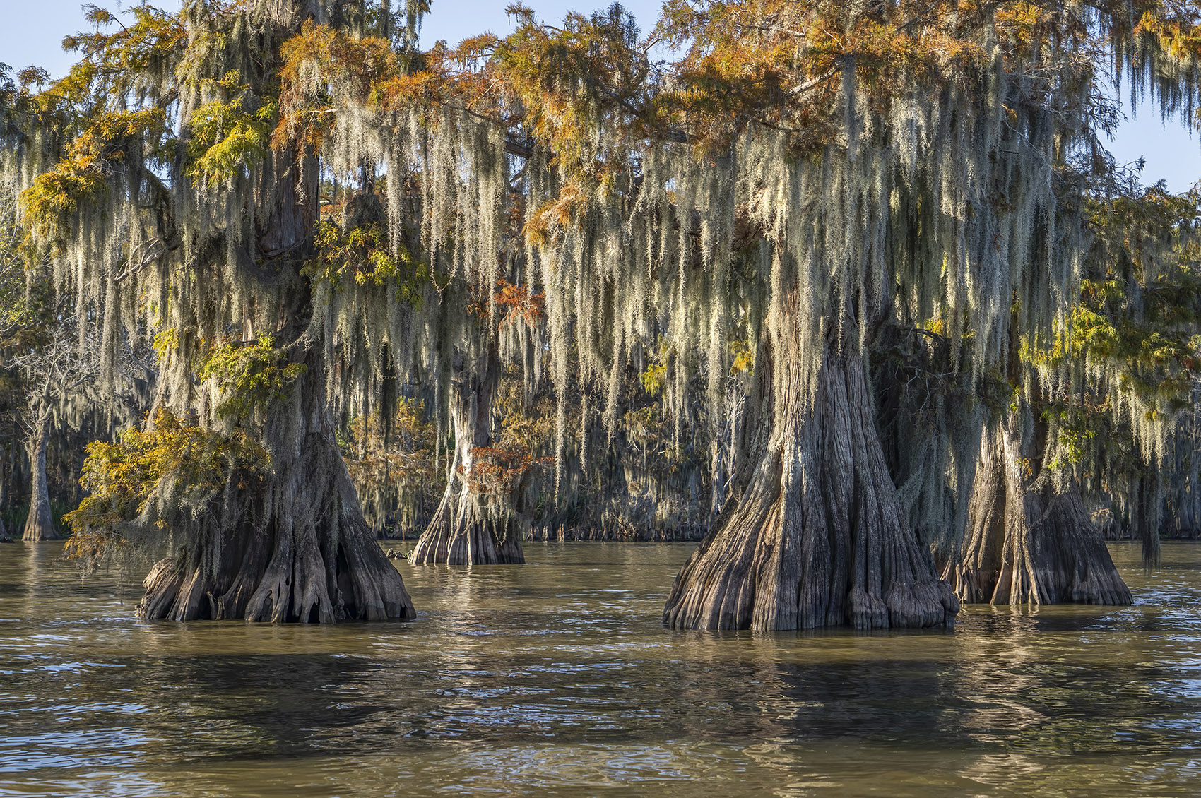 Bald cypress trees with fall color in water