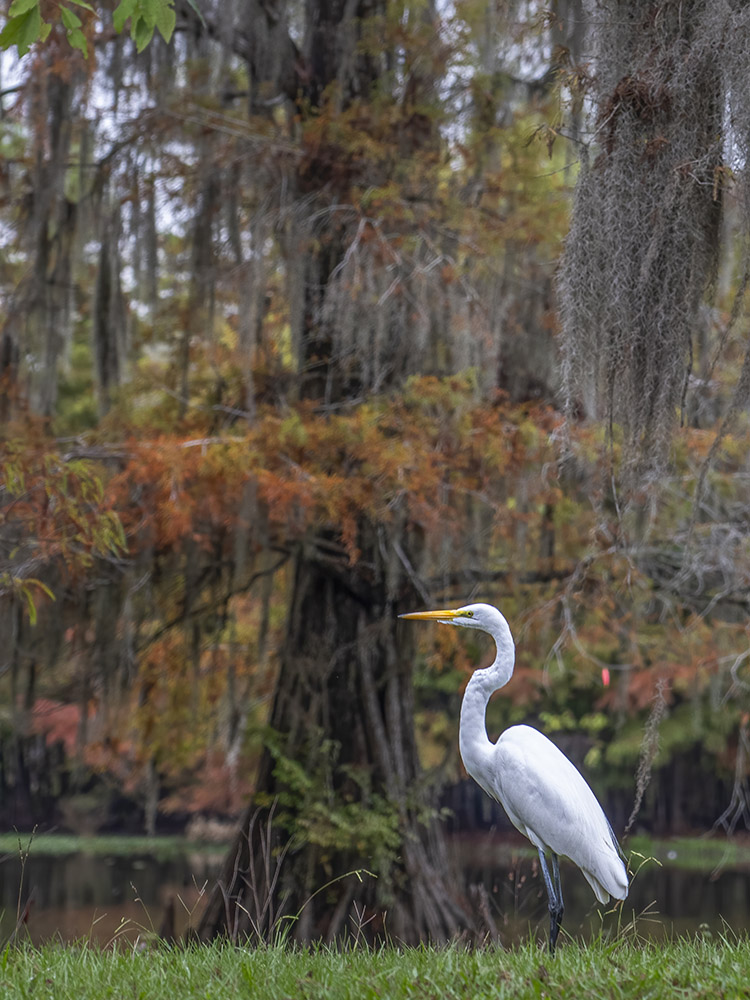 white egret near cypress trees with fall color in Louisiana swamp