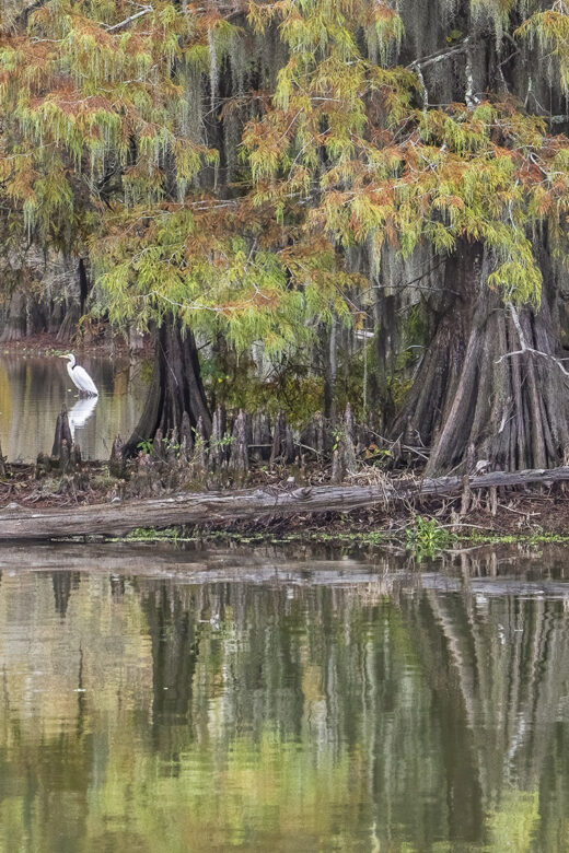 autumn leaves bald cypress trees in swamp with white egret in background