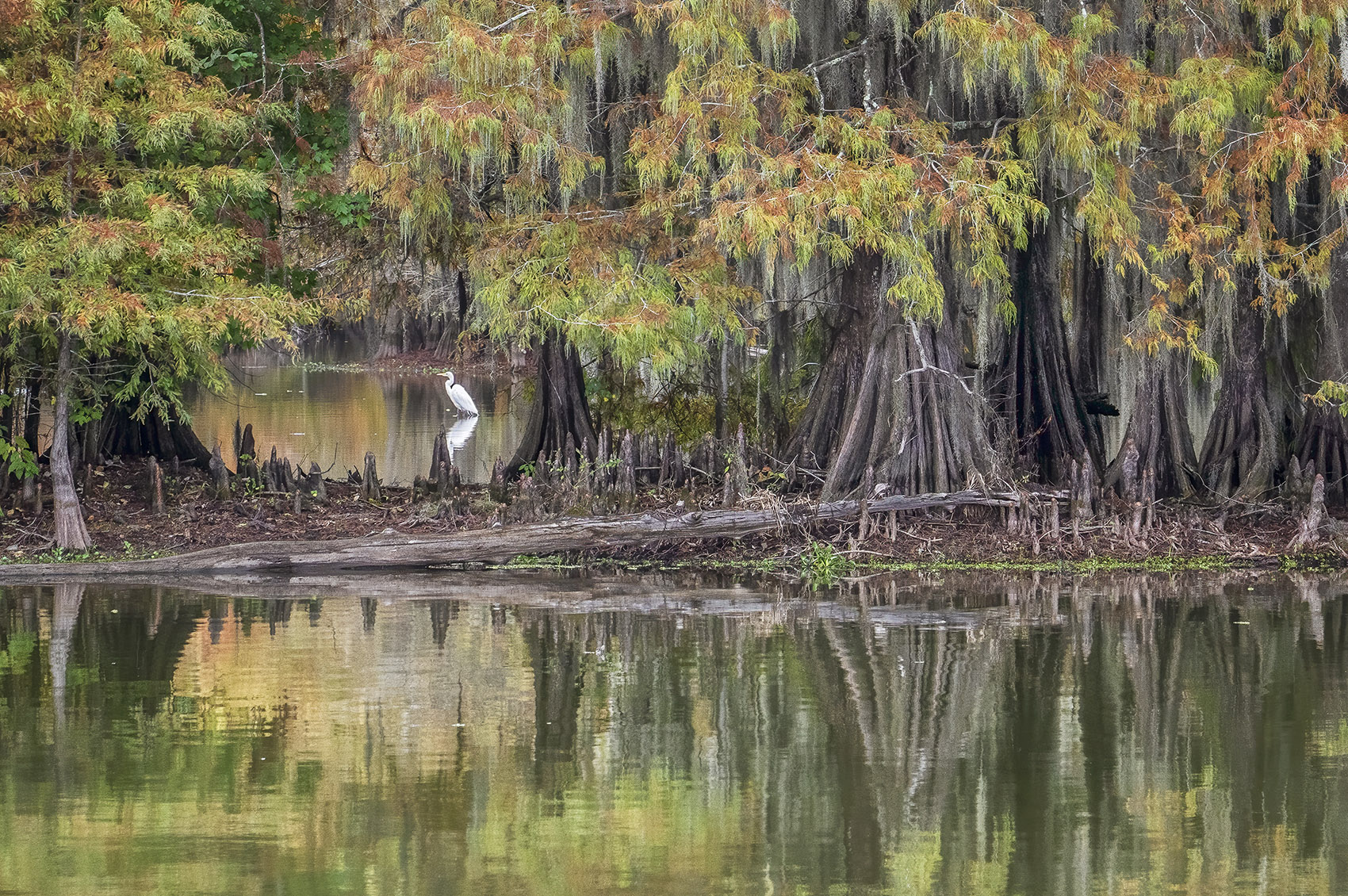 autumn leaves bald cypress trees in swamp with white egret in background