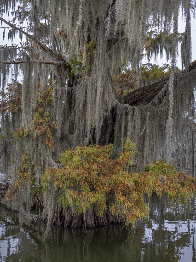 heavy moss and fall color on cypress tree in lake