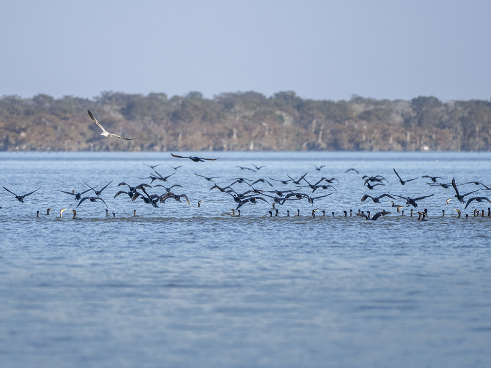 flock of cormorants take off in lake