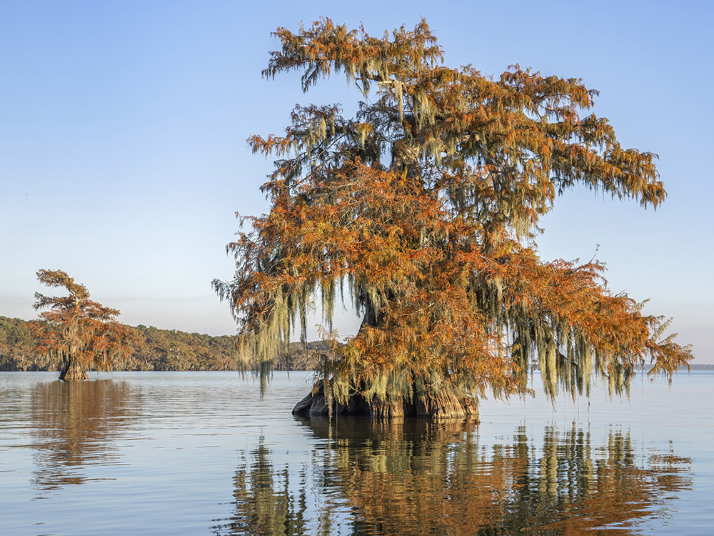 bright orange fall color leaves on giant cypress tree in lake
