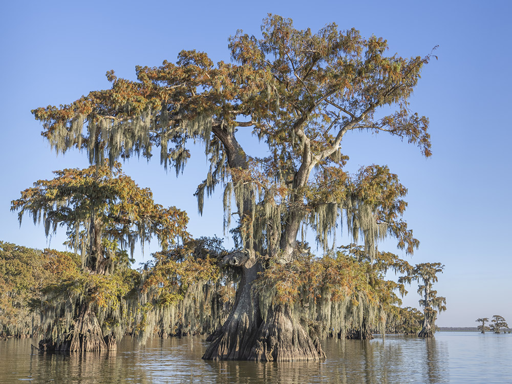 large cypress tree with fall color in Louisiana lake swamp