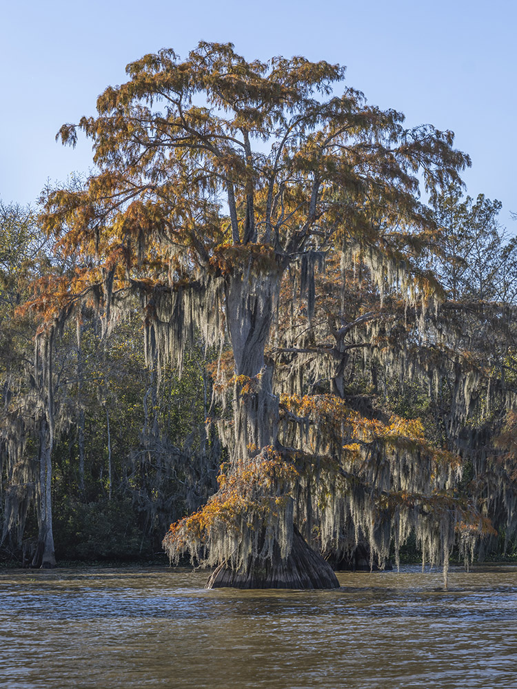 giant old growth cypress trees with gold orange leaves and spanish moss in lake