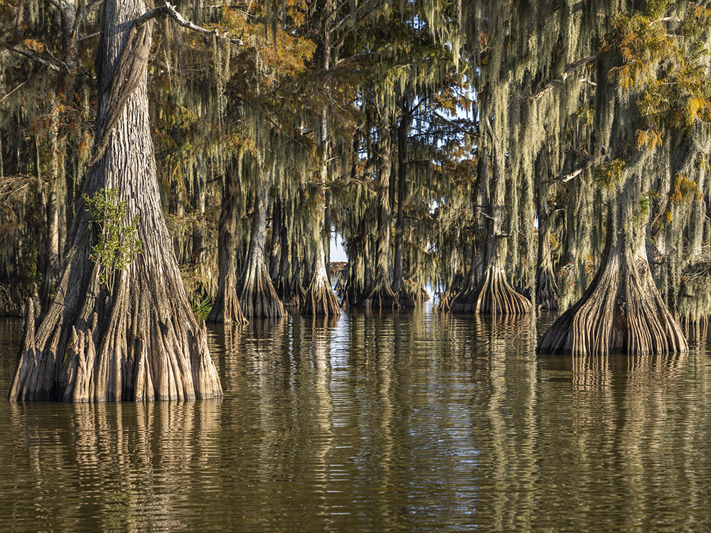 roots and large bottoms of cypress trees with fall color in lake