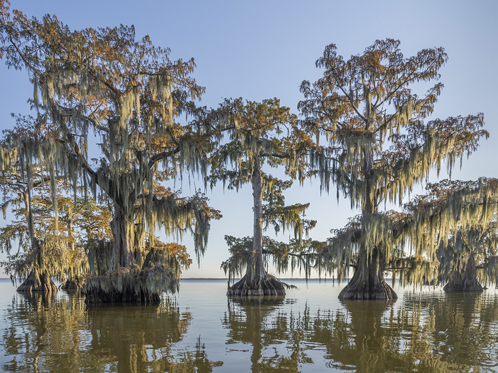 large ancient cypress trees with moss and fall color in lake