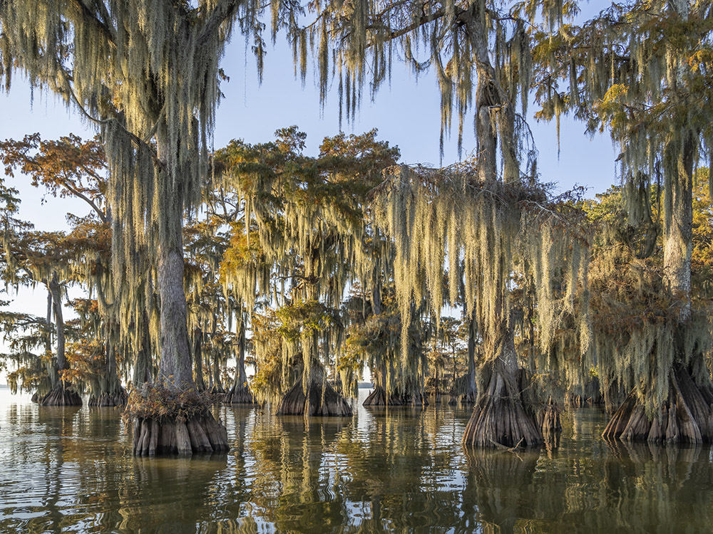 backlit Spanish moss and fall color on leaves of large cypress trees in lake
