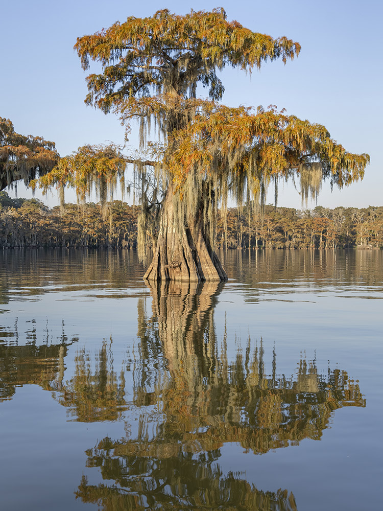 large old cypress tree with fall color and reflection in lake.