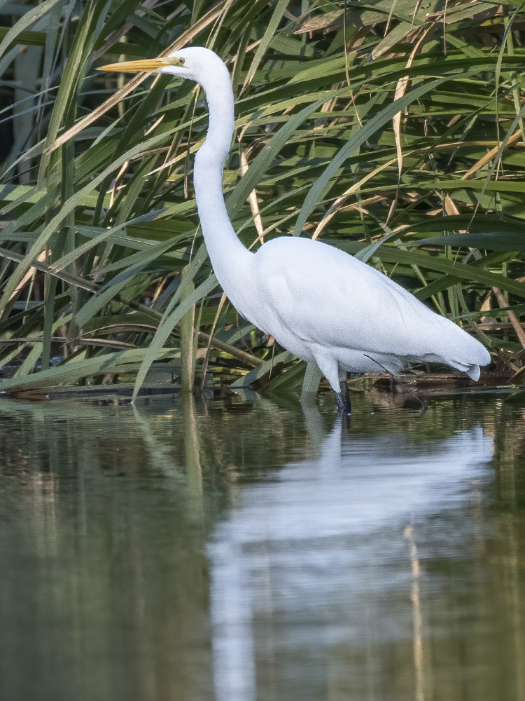 great white egret wades in water along tall grass