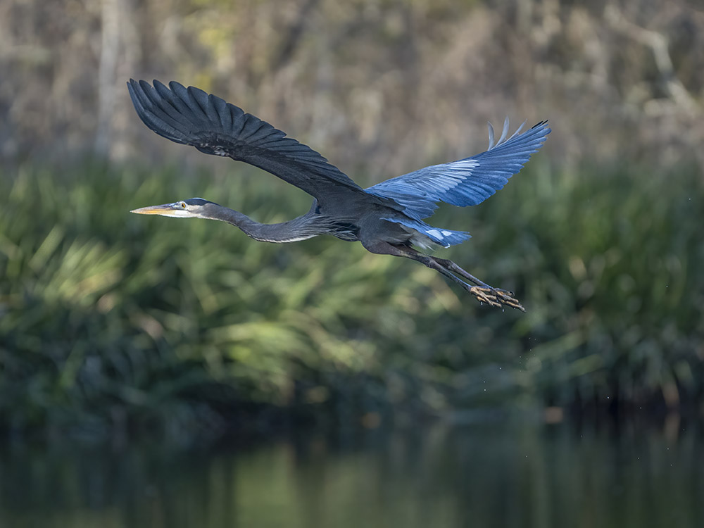 great blue heron in fight