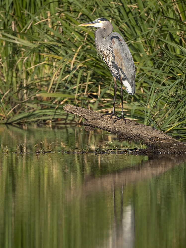 great blue heron in golden sunshine standing on log over water