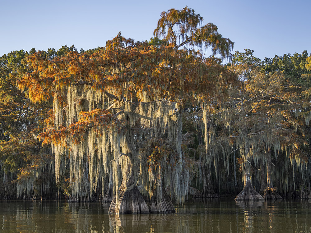 brilliant orange fall color and moss and old cypress trees in lake