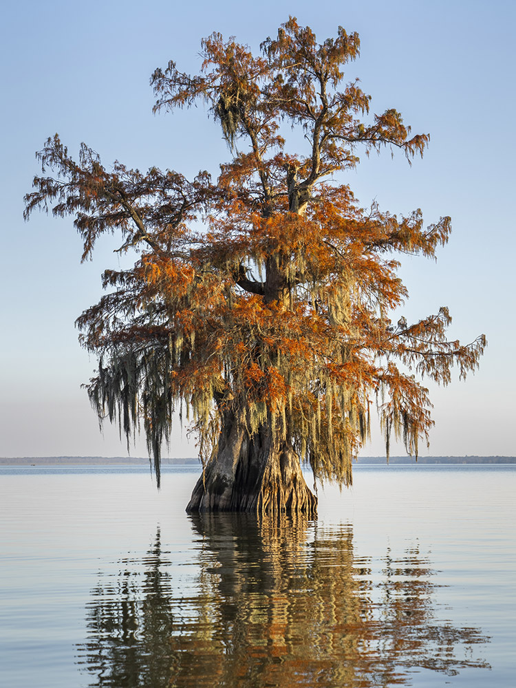 large old cypress tree with bright orange leaves and moss in lake