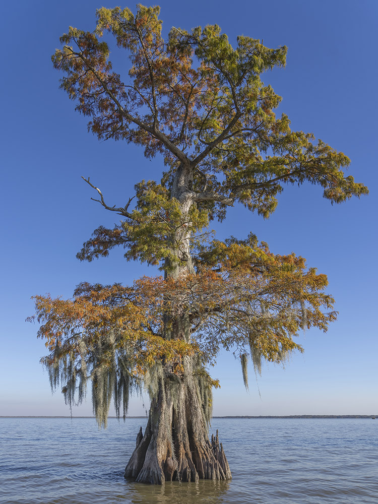 tall old cypress tree with fall color in lake under blue sky